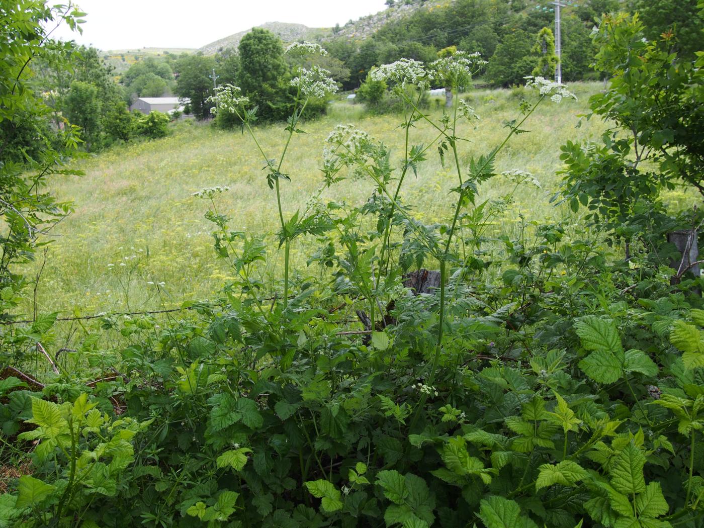 Chervil, Golden plant